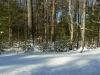 snownortheastjanuaryxmas-118